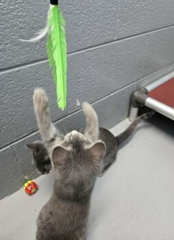 Harper - At shelter -  Domestic Short Hair Cat for Adoption in Rustburg, Virginia - Harper - At Shelter | PetCurious