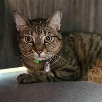 Luca -  Domestic Short Hair Cat for Adoption in Lakewood, Colorado - Luca | PetCurious