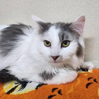 Jordan -  Domestic Long Hair Cat for Adoption in Tama, Iowa - Jordan | PetCurious