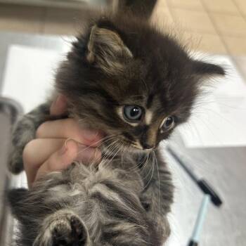Fonsi -  Domestic Long Hair Cat for Adoption in Birmingham, Alabama - Fonsi | PetCurious