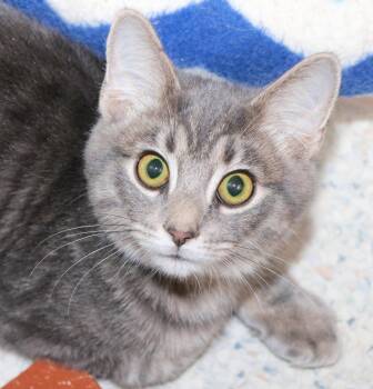 Froyo -  Domestic Short Hair Cat for Adoption in Cincinnati, Ohio - Froyo | PetCurious