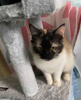 Rescue Calico and Domestic Medium Hair Cats for Adoption in New Bedford, Massachusetts - Brooke And Brooklyn | PetCurious