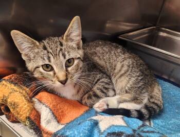 Cherry -  Domestic Short Hair Cat for Adoption in Clayton, New Jersey - Cherry | PetCurious