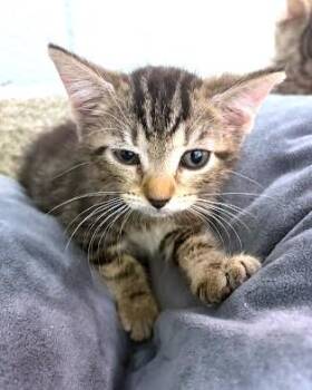 Suzie -  Domestic Short Hair Cat for Adoption - Suzie | PetCurious