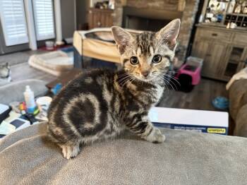 Rescue Tabby and Domestic Short Hair Cats for Adoption in Chattanooga, Tennessee - Stitch | PetCurious