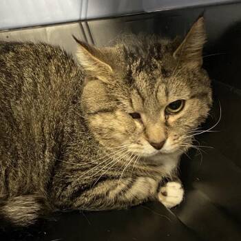 Domestic Short Hair Cats Available for Adoption - Snap | PetCurious