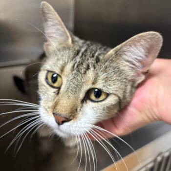 Callie -  Domestic Short Hair Cat for Adoption in Ottawa, Kansas - Callie | PetCurious