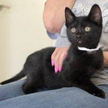 Bugs -  Domestic Short Hair Cat for Adoption in Birmingham, Alabama - Bugs | PetCurious