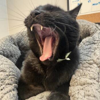 Domestic Short Hair Cats Available for Adoption in Lakewood, Colorado - Samosa | PetCurious