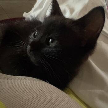 Sweetie -  Domestic Short Hair Cat for Adoption in Houston, Texas - Sweetie | PetCurious