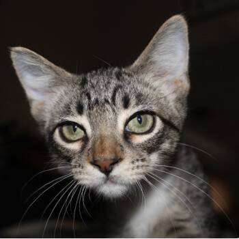 Bently, Brother of Buster, Chester and Bitsy -  Domestic Short Hair Cat for Adoption - Bently, Brother Of Buster, Chester And Bitsy | PetCurious