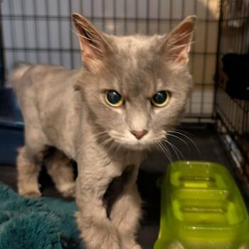 Misty -  Domestic Long Hair Cat for Adoption in Bentonville, Arkansas - Misty | PetCurious