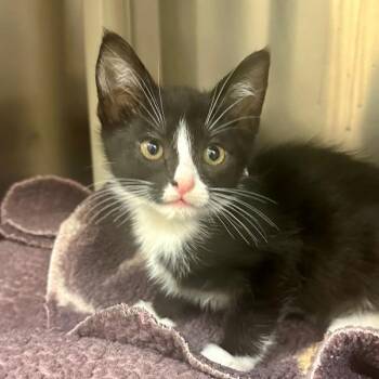 Domestic Medium Hair Cats Available for Adoption in Walnut Creek, California - Jamie | PetCurious