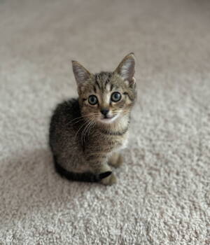 Rescue Tabby Cats for Adoption in Camden, South Carolina - Mayday (Available For Pre-adoption) | PetCurious