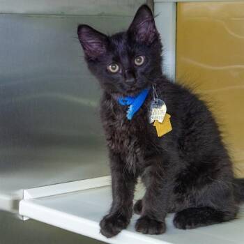 SHADOW -  Domestic Medium Hair Cat for Adoption in St. Louis, Missouri - SHADOW | PetCurious