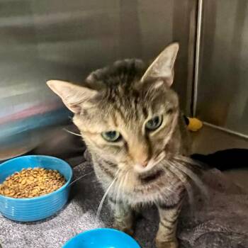 Daisy -  Domestic Short Hair Cat for Adoption in Cumming, Georgia - Daisy | PetCurious