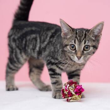 Blair COMPLETE HEARTTHROB -  Tabby and Tiger Cat for Adoption in Bethel, Connecticut - Blair COMPLETE HEARTTHROB | PetCurious