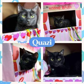 Rescue American Shorthair Cats for Adoption in Huntington, West Virginia - Quazi | PetCurious