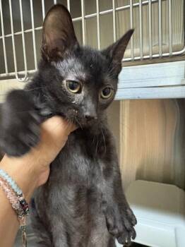 Rodger -  Domestic Short Hair Cat for Adoption in Kennewick, Washington - Rodger | PetCurious
