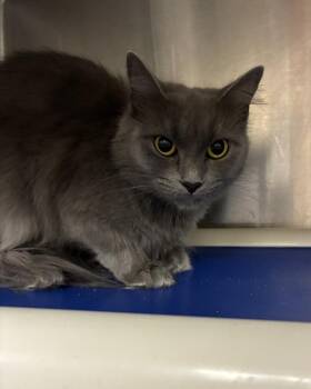Cake -  Domestic Short Hair Cat for Adoption in Richmond, Virginia - Cake | PetCurious