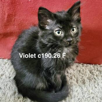 Foster Violet -  Domestic Short Hair Cat for Adoption in Batavia, New York - Foster Violet | PetCurious
