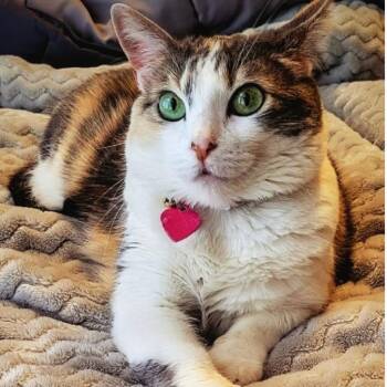 Dash -  Domestic Short Hair Cat for Adoption in Brea, California - Dash | PetCurious