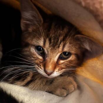 Joey -  Domestic Short Hair Cat Available for Adoption in Bentonville, Arkansas - Joey | PetCurious