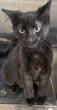 BLAIR -  American Shorthair Cat for Adoption in Massapequa, New York - BLAIR | PetCurious