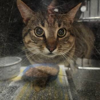 Rescue Domestic Short Hair Cats for Adoption in Evensville, Tennessee - Tom | PetCurious