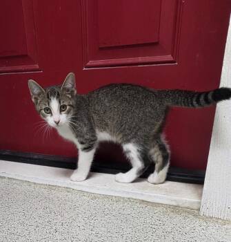 Waffles -  Domestic Short Hair Cat for Adoption in Carthage, North Carolina - Waffles | PetCurious