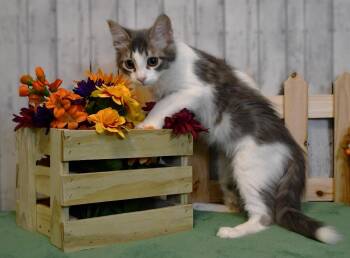 Lizette -  Domestic Medium Hair Cat for Adoption in Roanoke, Texas - Lizette | PetCurious