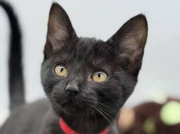 Raven -  Domestic Short Hair Cat for Adoption in Portland, Oregon - Raven | PetCurious