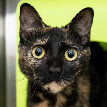 Goblin -  Domestic Short Hair Cat for Adoption in Middletown, Rhode Island - Goblin | PetCurious