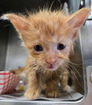 High Voltage -  Domestic Long Hair Cat for Adoption in Cincinnati, Ohio - High Voltage | PetCurious