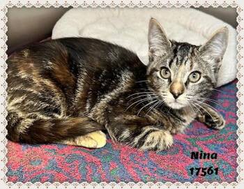 Domestic Short Hair and Tabby Cats Available for Adoption in Marietta, Georgia - NINA | PetCurious