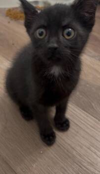 Valkyrie -  Domestic Medium Hair Cat for Adoption in Darien, Georgia - Valkyrie | PetCurious
