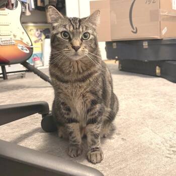 Chanel -  Domestic Short Hair Cat for Adoption in Los Angeles, California - Chanel | PetCurious