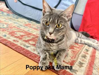 Domestic Short Hair Cats Available for Adoption in Marblehead, Massachusetts - Poppy And Litter | PetCurious
