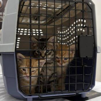 Hungry Hungry Hippo -  Domestic Medium Hair Cat Available for Adoption in Middletown, Ohio - Hungry Hungry Hippo | PetCurious