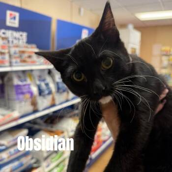 Obsidian *Meet me at Lakeville Petsmart* -  Domestic Short Hair Cat for Adoption in Buffalo, Minnesota - Obsidian *Meet Me At Lakeville Petsmart* | PetCurious