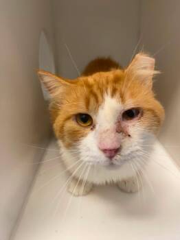 Martini -  Domestic Medium Hair Cat for Adoption in Delson, Quebec - Martini | PetCurious