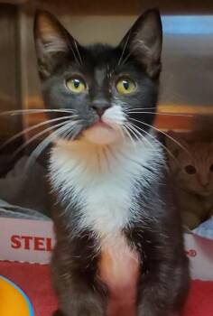 Calley -  Domestic Short Hair Cat for Adoption in Kansas City, Missouri - Calley | PetCurious