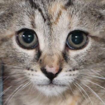 Spice -  Tabby and Domestic Short Hair Cat for Adoption in Harrisburg, Pennsylvania - Spice | PetCurious