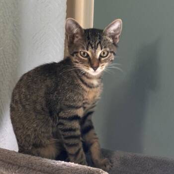 Heath Bar -  Domestic Short Hair Cat for Adoption in Titusville, Florida - Heath Bar | PetCurious