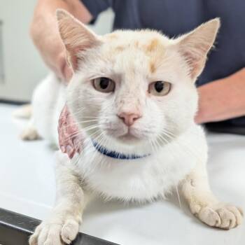 Mack -  Domestic Short Hair Cat for Adoption in Canton, Illinois - Mack | PetCurious