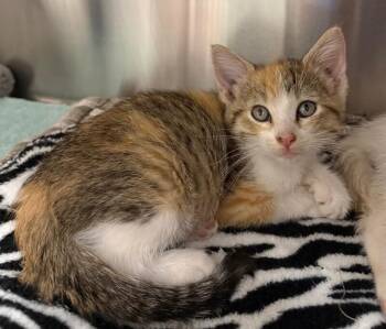 Gwen -  Domestic Short Hair Cat for Adoption in Yankton, South Dakota - Gwen | PetCurious