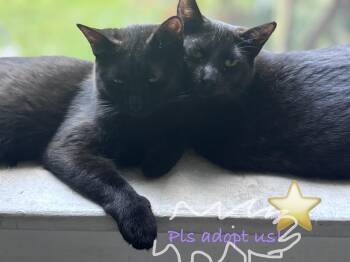 Bashful & Sleepy -  Domestic Short Hair Cat for Adoption in Mayfield, New York - Bashful & Sleepy | PetCurious