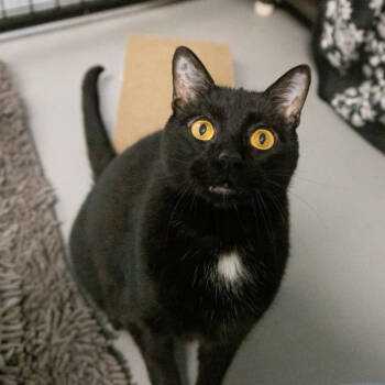 Rescue Domestic Short Hair Cats for Adoption in Des Moines, Iowa - Padro | PetCurious