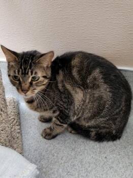 Domestic Short Hair Cats Available for Adoption in Roseville, California - Tiny Tiger | PetCurious