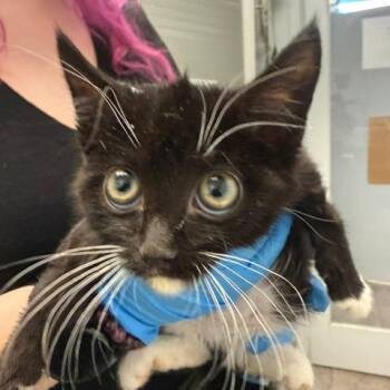 Loopy -  Domestic Short Hair and Domestic Medium Hair Cat for Adoption in Las Vegas, Nevada - Loopy | PetCurious
